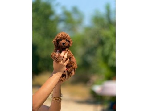 Micro teacup korea poodle
