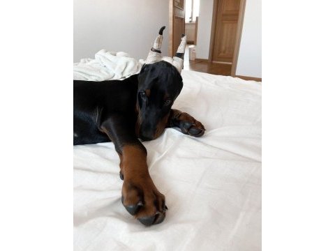 Her renk doberman mevcut