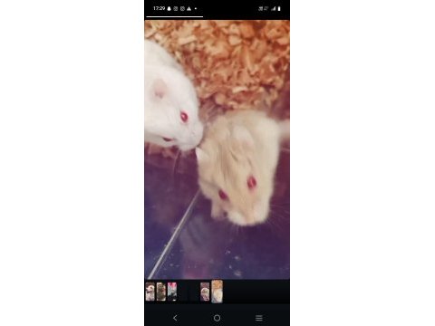 2 adet gonzalez hamster dişi erkek
