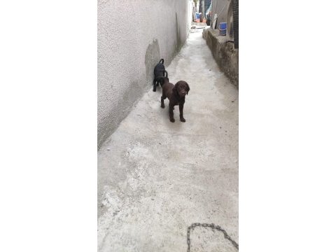 Safkan rus finosu kızıl ve siyah