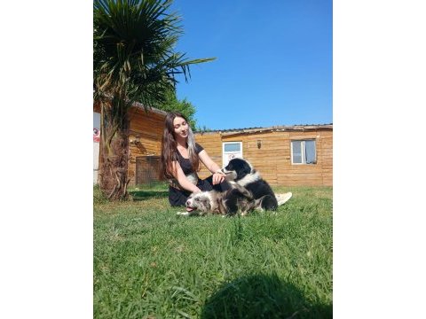 Border collie yavrularımız