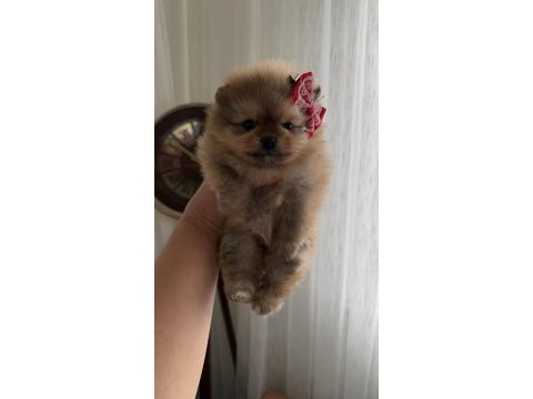 Süslü pomeranian kızlar