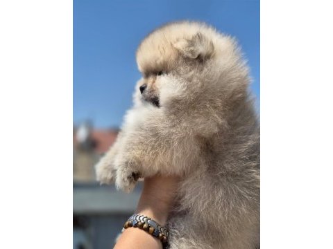Dişi ayı surat pomeranian boo