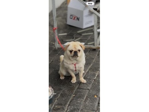 6 aylık aşıları tam dişi white pug