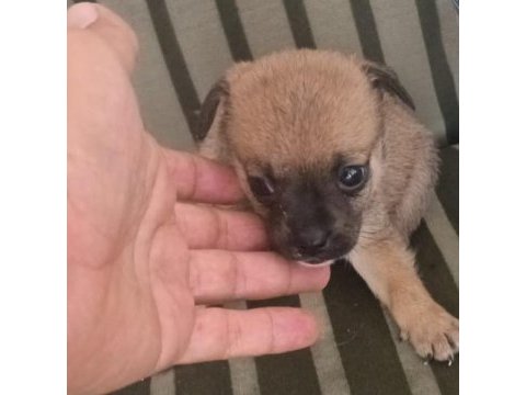 Kaliteli chihuahua şivava yavrular