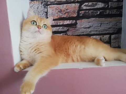 Bri ny12 black golden shell 2 yaşında dişi
