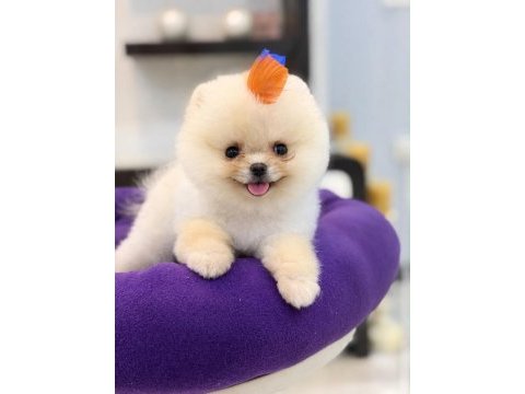 Sevimli pomeranian bebek