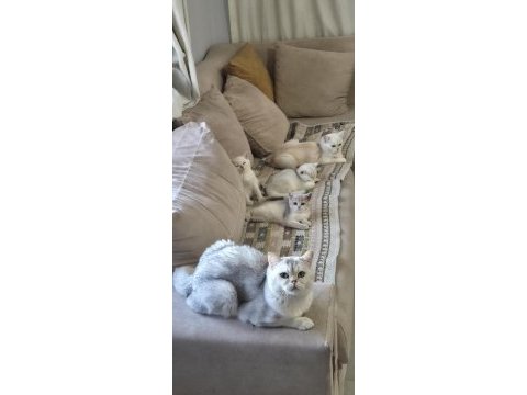 3 aylık british shorthair dişi yavrularım