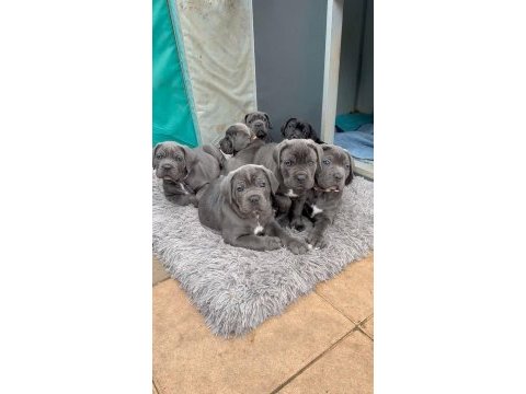Cane corso yavrularımız