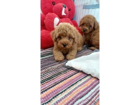Toy poodle 2 aylık yavrumuz