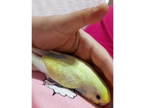 Cıvıl cıvıl rengarenk uysal bebek kuşlar için ulaşın