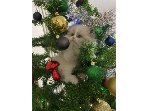 Yavru british longhair kedisi