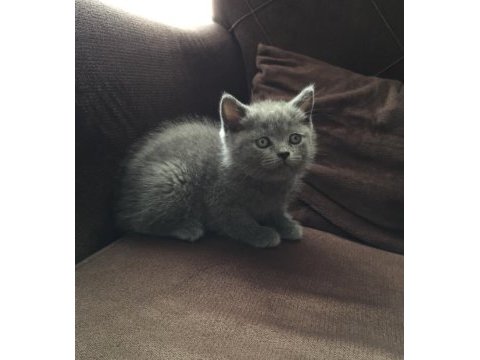 British shorthair yavru kediler