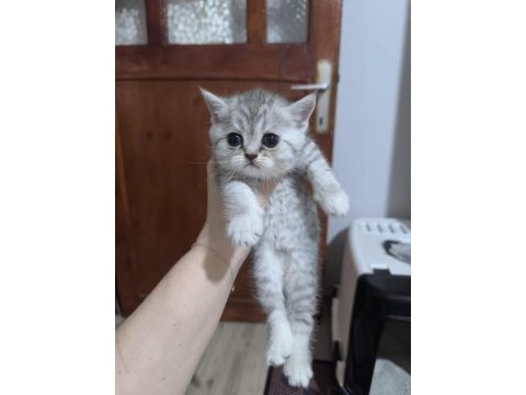 Sevgi dolu british shorthair bebeklerim
