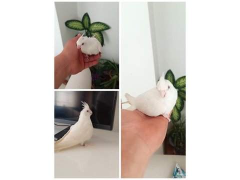 Bebek albino sultan papağanı pamuk evcil ev üretimi