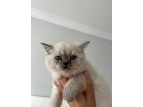 Saf kan british shorthair bebişler