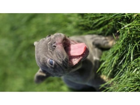 Renkli gözlü ev ortamında bakılan french bulldog yavrularım