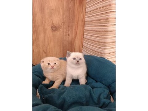 Uygun fiyatlı yavru british shorthair ve scottish kedilerim