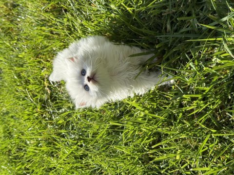 Çok güzel scottish fold yavrular
