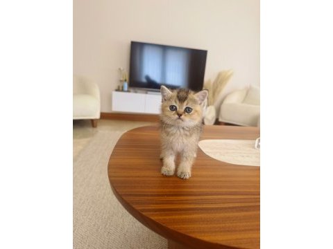 Golden british shorthair yavrular