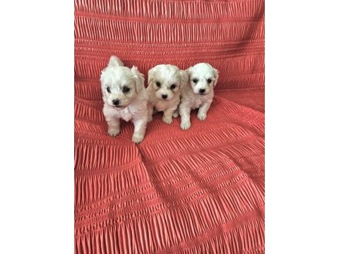 Terrier maltese bebekler