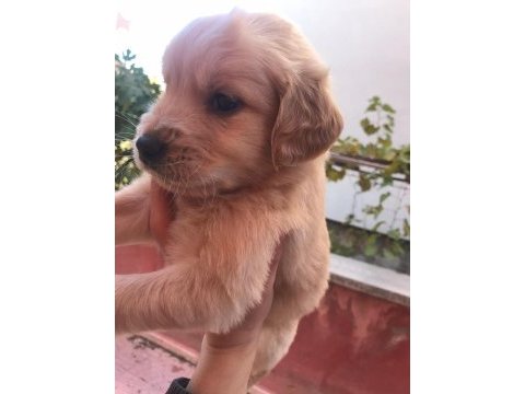 Golden retriever yavruları