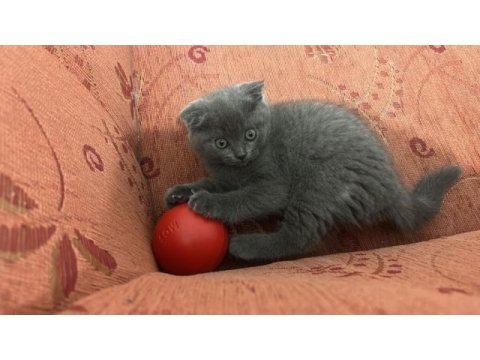 Safkan kedimizin yavruları