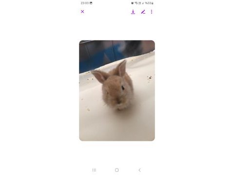 Cüce tavşan ve mini rex tavşanımız