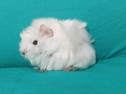 Her ırk guinea pig yavrusu adrese teslim hizmetimiz vardır