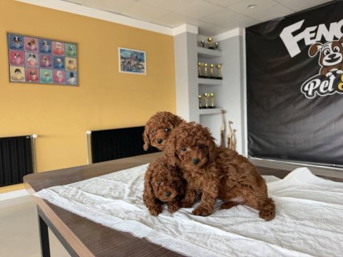 En güzel toy poodle yavrular ankara mağazamızda görün
