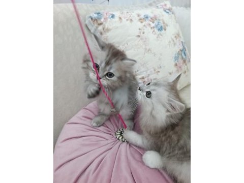 Erkek chinchilla silver yavrularımız
