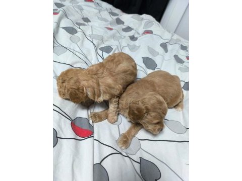 Poodle ayarında maltipoo yavrular