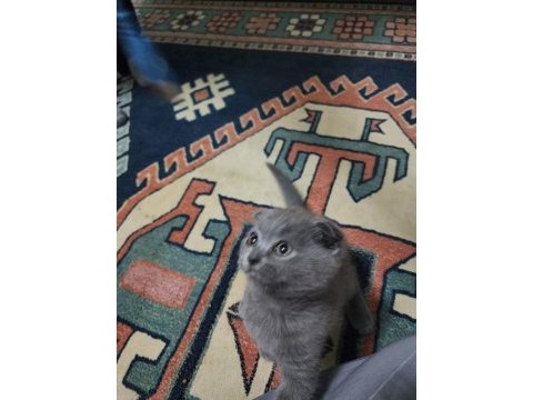 Scottish fold kedimiz