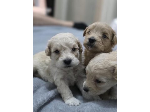 Evde doğmuş sevgi ile büyüyecek minik dostlarımız