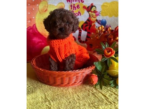 Anne yanından toy poodle bebekler