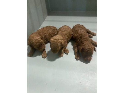 Haftaya teslim orjinal toy poodle yavrular