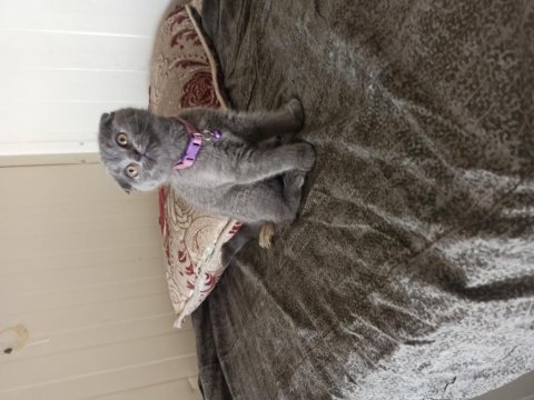 Acil satılık scottish fold