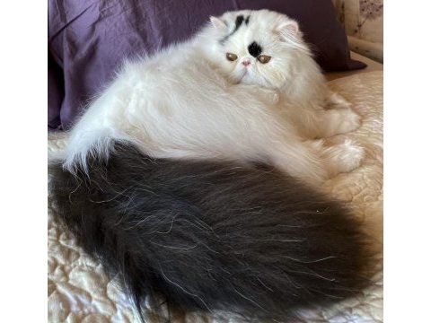 Safkan exotic longhair kısırlaştırılmış erkek