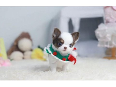 Mini elma kafa teacup chihuahua bebekler