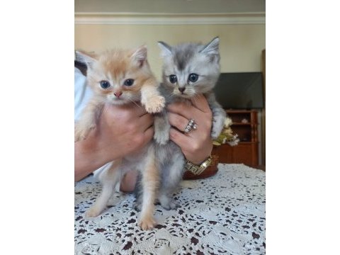 Küçük mü küçük british shorthair pıtırcıklara yuva