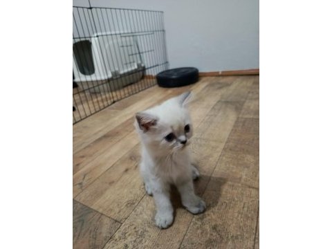 Elimde 5 tane scottish blue point bulunmakta