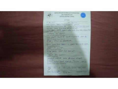 Şecereli ırk garanti belgeli pasaportlu kimlikli danua