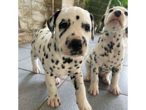 Irk garantili dalmaçyalı yavruları
