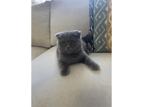 Yuvarlak surat minnoş scottish fold