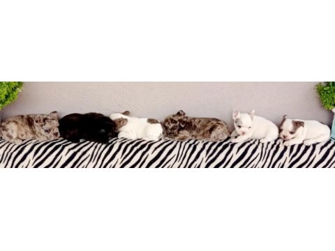 Fulffy, oyuncu, veteriner garantili french bulldog