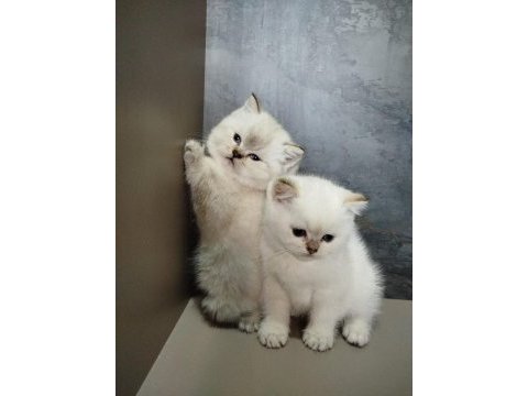 British shorthair mavi göz bebekler