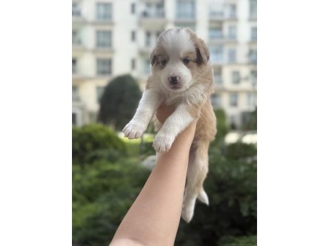 Zeki ve sevimli border collie yavrular