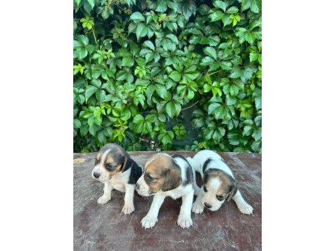 Safkan anne ve babadan beagle yavruları