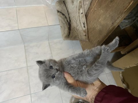 Dişi erkek mevcut british shorthair