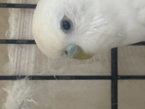 Beyaz albino df muhabbet kuşu